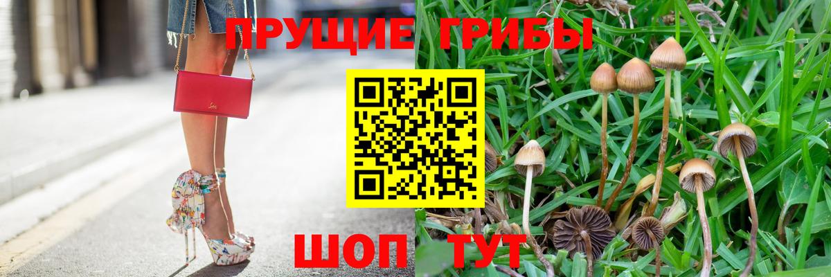как найти   Вход с VPN  Галлюциногенные грибы GOLDEN TEACHER  Кольчугино  Галлюциногенные грибы Psilocybe 